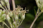 Pale Indian plantain